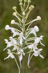 White fringed orchid